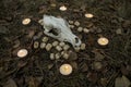 Beautiful halloween composition with runes, skull, tarot and candles on the grass in dark autumn forest. Ritual