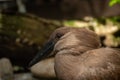 Beautiful hammerkop in afternoon sunlight Royalty Free Stock Photo