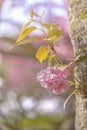 Beautiful hanami party with the pink cherry blossom of Asukayama park in the Kita district of Tokyo, Japan.