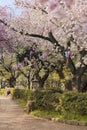Beautiful hanami party with the pink cherry blossom of Asukayama park in the Kita district of Tokyo, Japan.