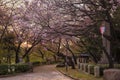 Beautiful hanami party in sunset with the pink cherry blossom of