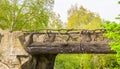 Beautiful hand crafted wooden bridge made out of tree trunks and branches, fairytale scenery, garden architecture, nature