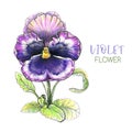 Violet grafic flower handpainted