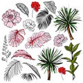 Beautiful hand drawn botanical vector illustration with tropical leaves and flowers. Isolated Royalty Free Stock Photo