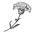 Beautiful hand-drawn carnation profile ink line-rt vector illustration. Single carnation on white background Royalty Free Stock Photo