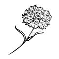 Beautiful hand-drawn carnation profile ink line-rt vector illustration. Single carnation on white background Royalty Free Stock Photo