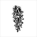 hand drawn cone illustration, forest elements, Tatoo design, hand drawn cone, needles illustration