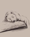 Hand drawing illustration of a sleeping bear