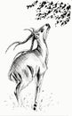 Hand drawn illustration of a gazelle