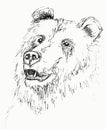 Hand drawn sketch of a bear