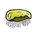 Beautiful hand drawn fashion jellyfish icon. Hand drawn black sketch. Sign / symbol / doodle. Isolated on white background. Flat Royalty Free Stock Photo