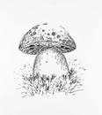 Drawing of mushroom in the grass Royalty Free Stock Photo