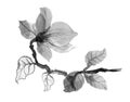 Beautiful hand-drawn monochrome flower illustration Royalty Free Stock Photo