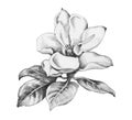 Beautiful hand-drawn monochrome flower illustration Royalty Free Stock Photo