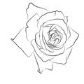 Beautiful hand drawn sketch rose, isolated black contur on white background. Botanical silhouette of flower Royalty Free Stock Photo