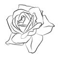 Beautiful hand drawn sketch rose, isolated black contur on white background. Botanical silhouette of flower Royalty Free Stock Photo