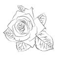 Beautiful hand drawn sketch rose, isolated black contur on white background. Botanical silhouette of flower