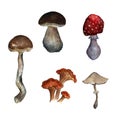 Beautiful hand drawn watercolor illustration set of autumn fall forest mushrooms. Food, nature, dieting, harvest Royalty Free Stock Photo