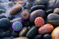 Beautiful hand painted mandala rocks