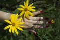 Beautiful hand of young woman with perfect nail red manicure and yellow flower Royalty Free Stock Photo