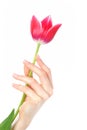 Beautiful hands with french manicure and tulip