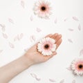 Beautiful hands of a woman holding a bud of a white chrysanthemum flower lying on a white background. the concept of Royalty Free Stock Photo