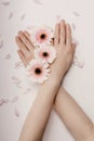 Beautiful hands of a woman holding a bud of a white chrysanthemum flower lying on a white background. the concept of Royalty Free Stock Photo