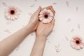 Beautiful hands of a woman holding a bud of a white chrysanthemum flower lying on a white background. the concept of Royalty Free Stock Photo