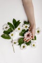 Beautiful hands of a woman holding a bud of a white chrysanthemum flower lying on a white background. the concept of Royalty Free Stock Photo