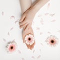 Beautiful hands of a woman holding a bud of a white chrysanthemum flower lying on a white background. the concept of Royalty Free Stock Photo