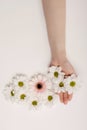 Beautiful hands of a woman holding a bud of a white chrysanthemum flower lying on a white background. the concept of Royalty Free Stock Photo