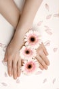 Beautiful hands of a woman holding a bud of a white chrysanthemum flower lying on a white background. the concept of Royalty Free Stock Photo