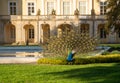 A beautiful, handsome peacock in the park