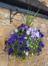 Beautiful hanging basket of blue and purple pansies