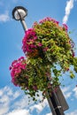 Beautiful hanging basket pots with blooming vibrant petunia, surfinia flowers.Baskets of hanging petunia flowers outdoor Royalty Free Stock Photo