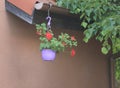 Beautiful hanging flowerpot basket with red flowers in a garden