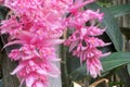 Pink hanging flowers