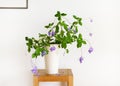 Beautiful hanging plant of false African violet flower in a high white flowerpot in a bright living room. Royalty Free Stock Photo