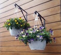 Beautiful hanging pots with pansies