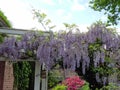 beautiful hanging purple flower in a german garden Europe Royalty Free Stock Photo