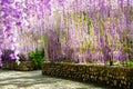 Beautiful hanging purple flower tunnel