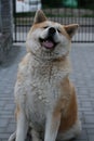 Beautiful happy akita dog sitting on a ground and looking at the camera