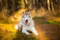 Beautiful and happy Beige and white dog breed Siberian Husky lying in the bright autumn forest at sunset