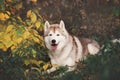 Beautiful and happy Beige and white dog breed Siberian Husky lying in the bright autumn forest at sunset