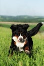 Beautiful happy Bernese mountain dog