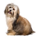 Beautiful happy Bichon Havanese dog from behind