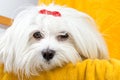 Beautiful happy bichon maltese puppy dog is sitting frontal