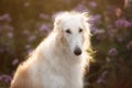 Beautiful and happy dog breed russian borzoi standing in the green grass and violet phacelia field in summer Royalty Free Stock Photo