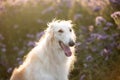 Beautiful and happy dog breed russian borzoi standing in the green grass and violet phacelia field in summer Royalty Free Stock Photo