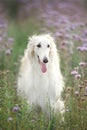 Beautiful and happy dog breed russian borzoi standing in the green grass and violet phacelia field in summer Royalty Free Stock Photo